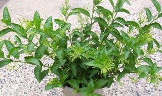 夜来香叶子发黄怎么办（夜来香叶子发黄怎么办?）