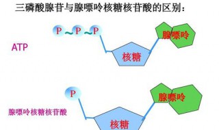 植物光合作用中ATP的生成场所（光合作用中atp在哪里生成）