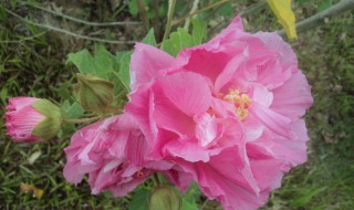 木末芙蓉花作用（木芙蓉花泡水喝的功效）