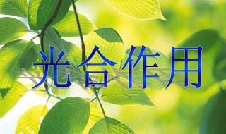 光合作用过程分为哪两个阶段 光合作用的过程可分为哪两个阶段