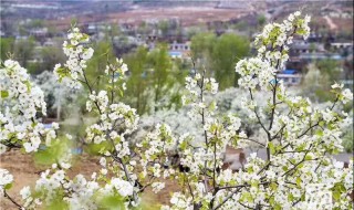 锦州梨花是什么季节开的（锦州梨花节在每年什么时候举行）