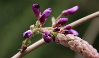 紫藤花什么时候发芽开花（紫藤花什么时候开花和长叶子）