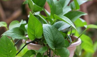 林州观叶花卉养护 林州观叶花卉养护中心