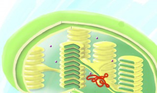 叶绿体的基粒有什么作用（叶绿体的基粒有什么作用和功能）