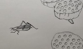 纺织娘是什么昆虫名字 纺织娘是什么昆虫叫什么名字