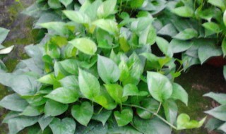 360型绿萝怎么养（360绿萝和180绿萝有什么区别）