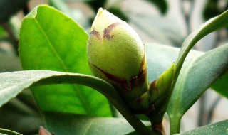 茶花叶子变褐色怎么回事（茶花叶子变褐色怎么回事儿）