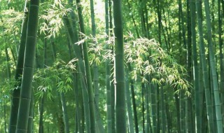 竹子树移种多长时间就能长枝长叶 竹子移栽多久算成活