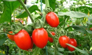 小番茄是在什么季节生长 小番茄哪个季节成熟