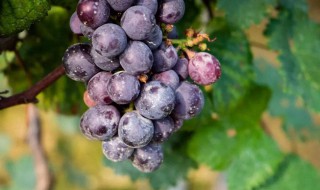 葡萄的生长变化 葡萄的生长变化作文