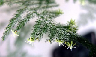 背阴阳台种什么植物好（背阴的阳台可以种菜吗）