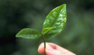 哪个季节的茶叶不打药（茶叶什么时候打药最好）