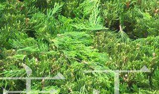 茶叶什么季节修剪最合适（茶叶什么季节修剪最合适呢）
