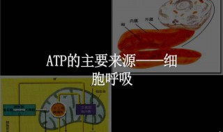 做有氧呼吸方法（做有氧呼吸方法有哪些）