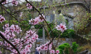 这里有红花啊这里有绿草下一句（这里有红花呀这里有绿草是什么歌）