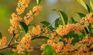 桂花树10月份可以移植吗（桂花树十月份能移栽吗）