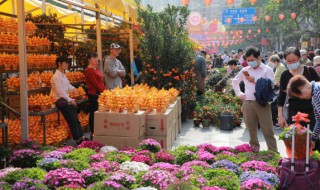 春节家里摆什么花最好（春节家里摆什么花比较好）