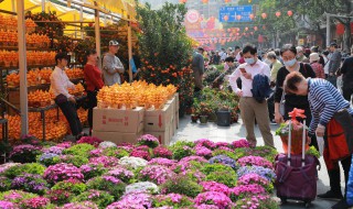 含笑花有哪些品种（含笑花有几种品种）