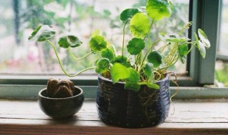 植物雌性激素哪些 有哪些雌性激素植物