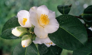 山茶花的品种有哪些（山茶花的品种有哪些名字）