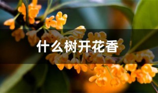 什么树开花香 春天什么树开花香