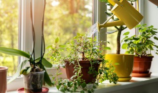 植物的无性生殖有哪些 植物的无性生殖有哪些常见类型八下生物