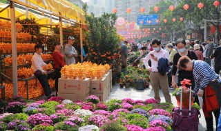 迎春花的颜色有哪些 迎春花的颜色有哪些种类