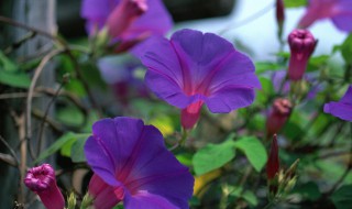 草本植物和木本植物有哪些（草本植物和木本植物是什么意思）