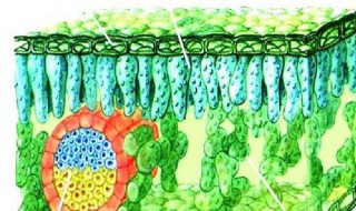 植物有哪些组织 植物有哪些组织功能是什么