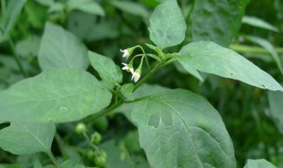 野生白花菜怎么做好吃