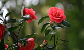 山茶花如何种植（山茶花如何种植盆栽）