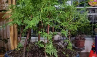 水杉繁殖方法（水杉树繁殖方法）