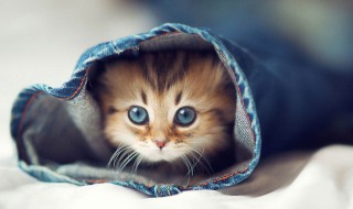 猫为什么砸东西 猫为什么砸东西会咬人