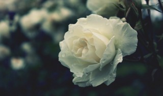 白玫瑰代表什么（白玫瑰代表什么爱情）