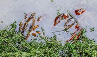 小龙虾塘换水应该在什么时候（小龙虾池塘什么时候加水）