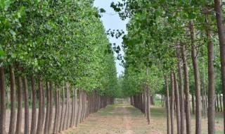 杨树应该什么时候剪枝 杨树什么时候剪树枝
