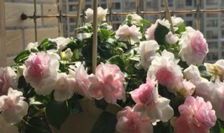 重瓣凤仙花的养殖方法（重瓣凤仙花的养殖方法视频）