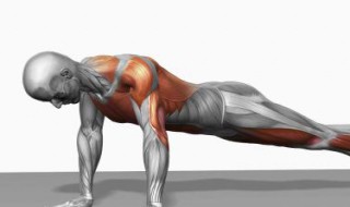 肱二头肌锻炼方法（新手肱二头肌锻炼方法）