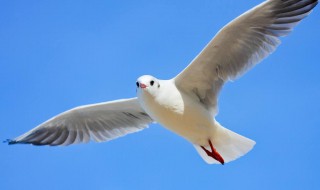 海鸥为什么称为海上清洁工 海鸥为什么称为海上清洁工人