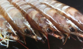 虾快死了怎么保存（虾快死的样子）