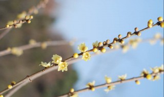 腊梅花泡茶有什么用 腊梅花泡茶有什么用处和功效