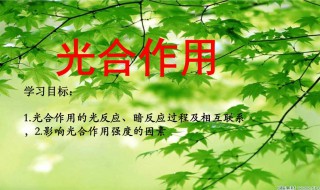 光合作用的暗反应怎么被抑制 光合作用的暗反应怎么被抑制出来