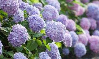 绣球生长缓慢怎么办 绣球生长缓慢怎么办视频