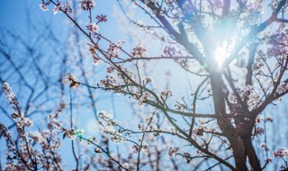 花中的四大君子是哪四种花呢 花中的四大君子是哪四种花呢视频