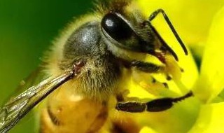 蜜蜂的介绍以及特点（蜜蜂的介绍以及特点20字）