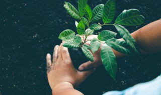 植物叶子腺点的相关知识谢谢（植物叶片腺体）