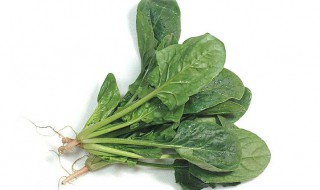 菠菜吃多了会怎么样（凉拌菠菜吃多了会怎么样）