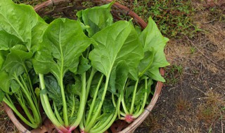菠菜什么人不能吃（红头菠菜什么人不能吃）