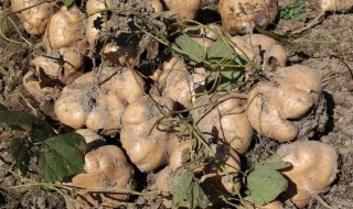 生凉薯吃多了会怎样（吃生凉薯有什么好处）