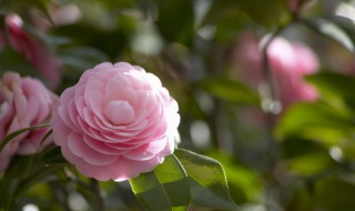 茶花花苞太多要不要剪掉一些